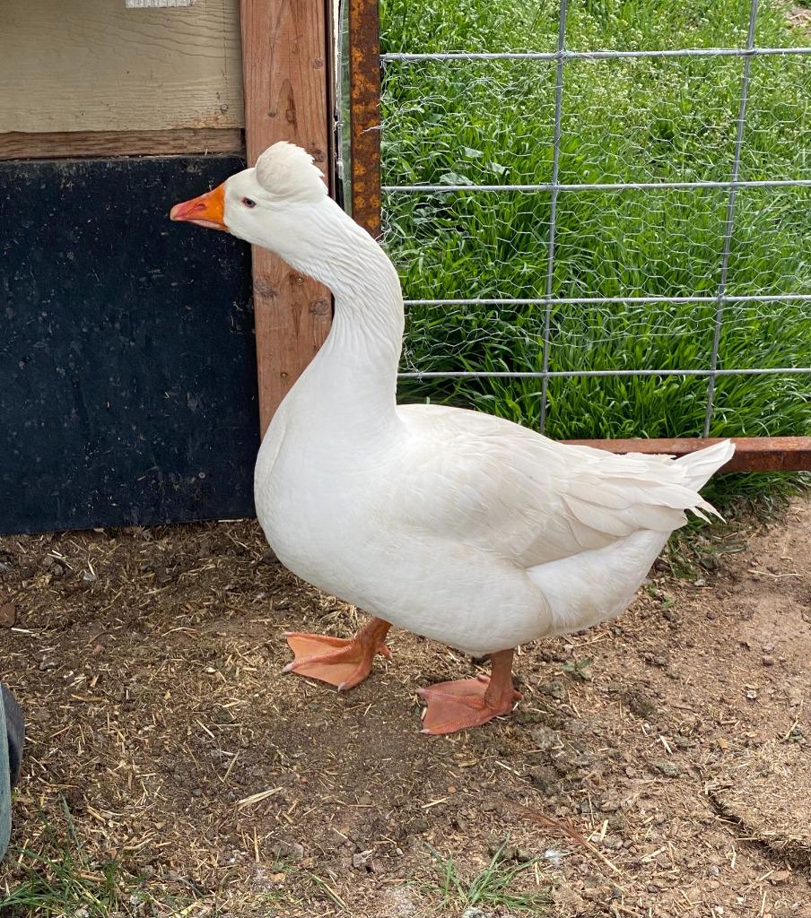Enlarge Papa Goose, a Adoptable Goose in Eagle Mountain, UT image 2/2