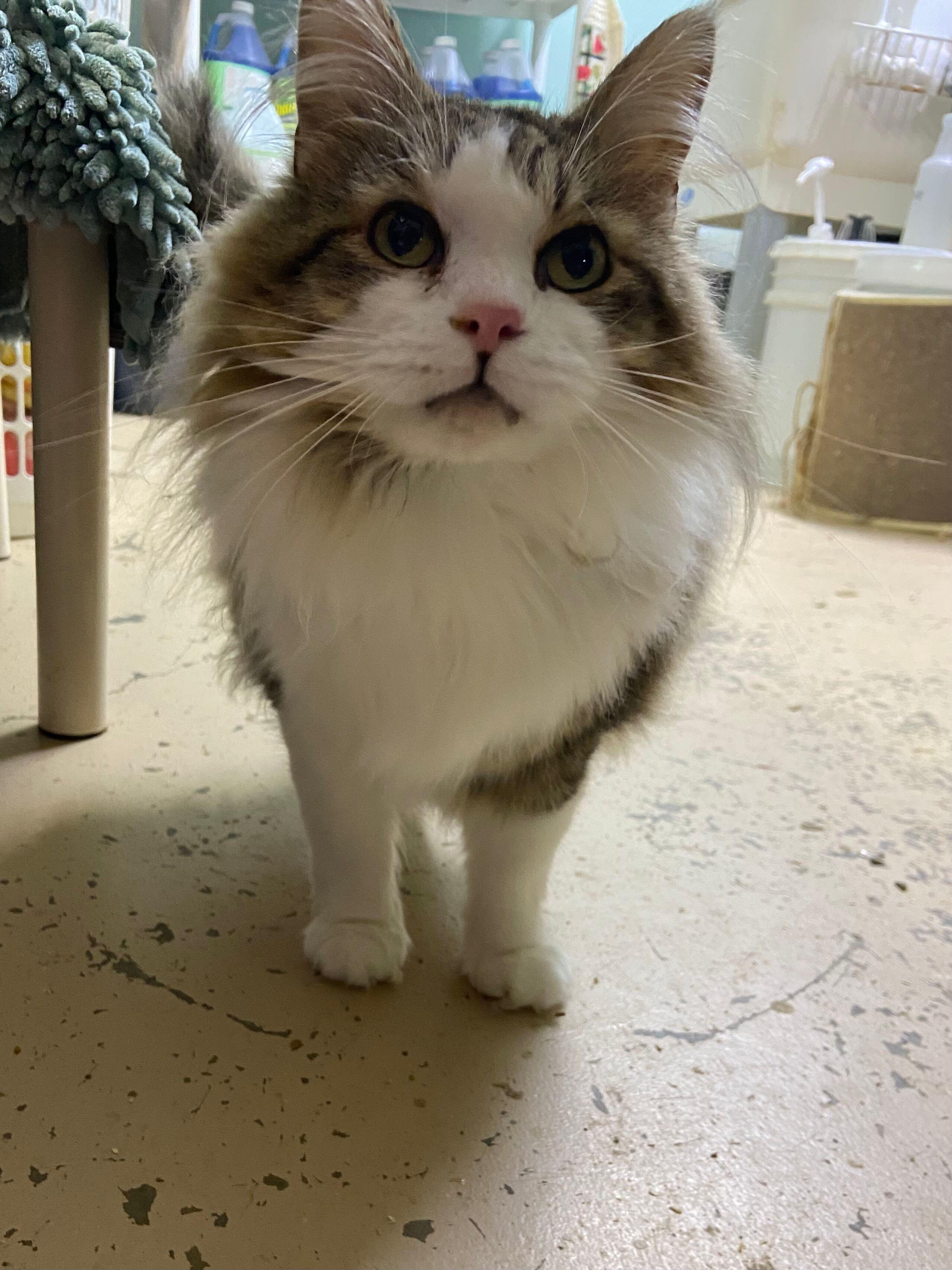 Enlarge RILEY, an adopted Domestic Long Hair in Peru, IN image 3/5