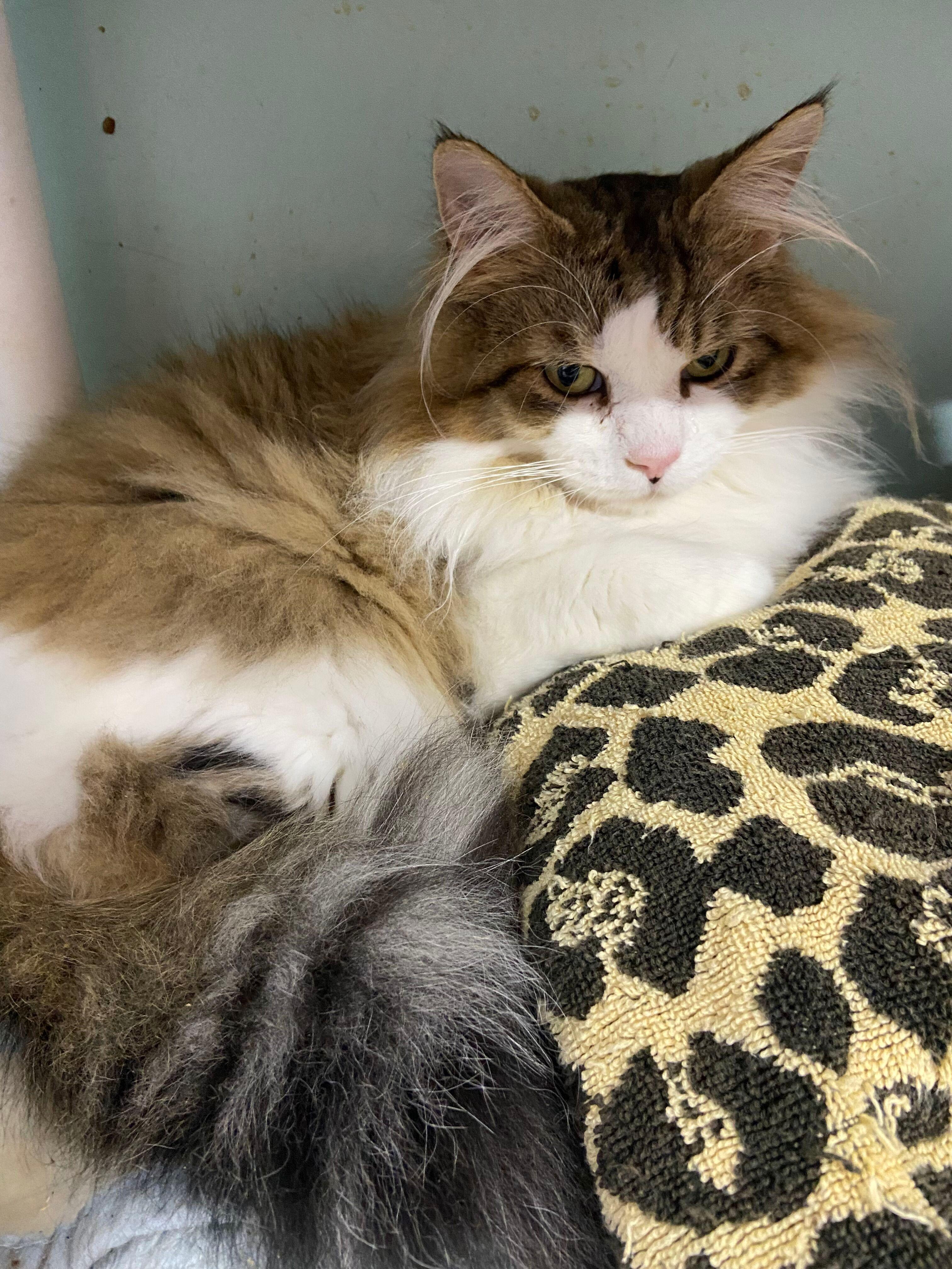 Enlarge RILEY, an adopted Domestic Long Hair in Peru, IN image 4/5