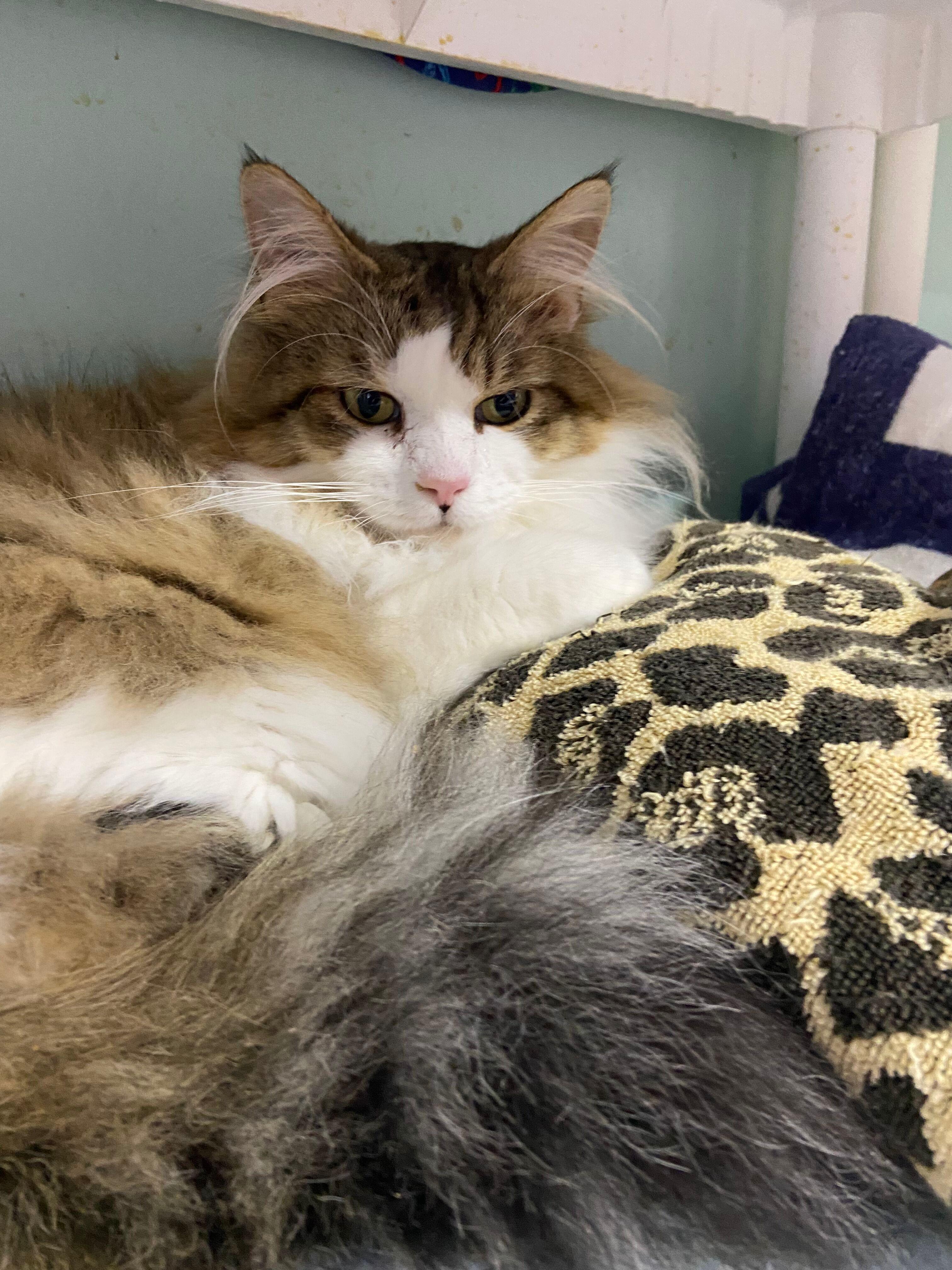 Enlarge RILEY, an adopted Domestic Long Hair in Peru, IN image 2/5