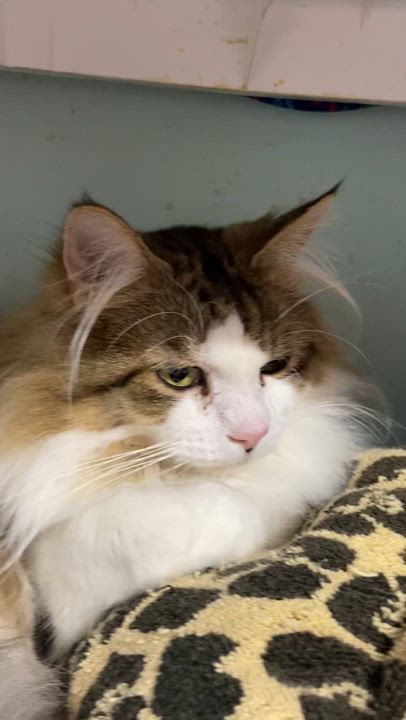 Enlarge RILEY, an adopted Domestic Long Hair in Peru, IN video 5/5