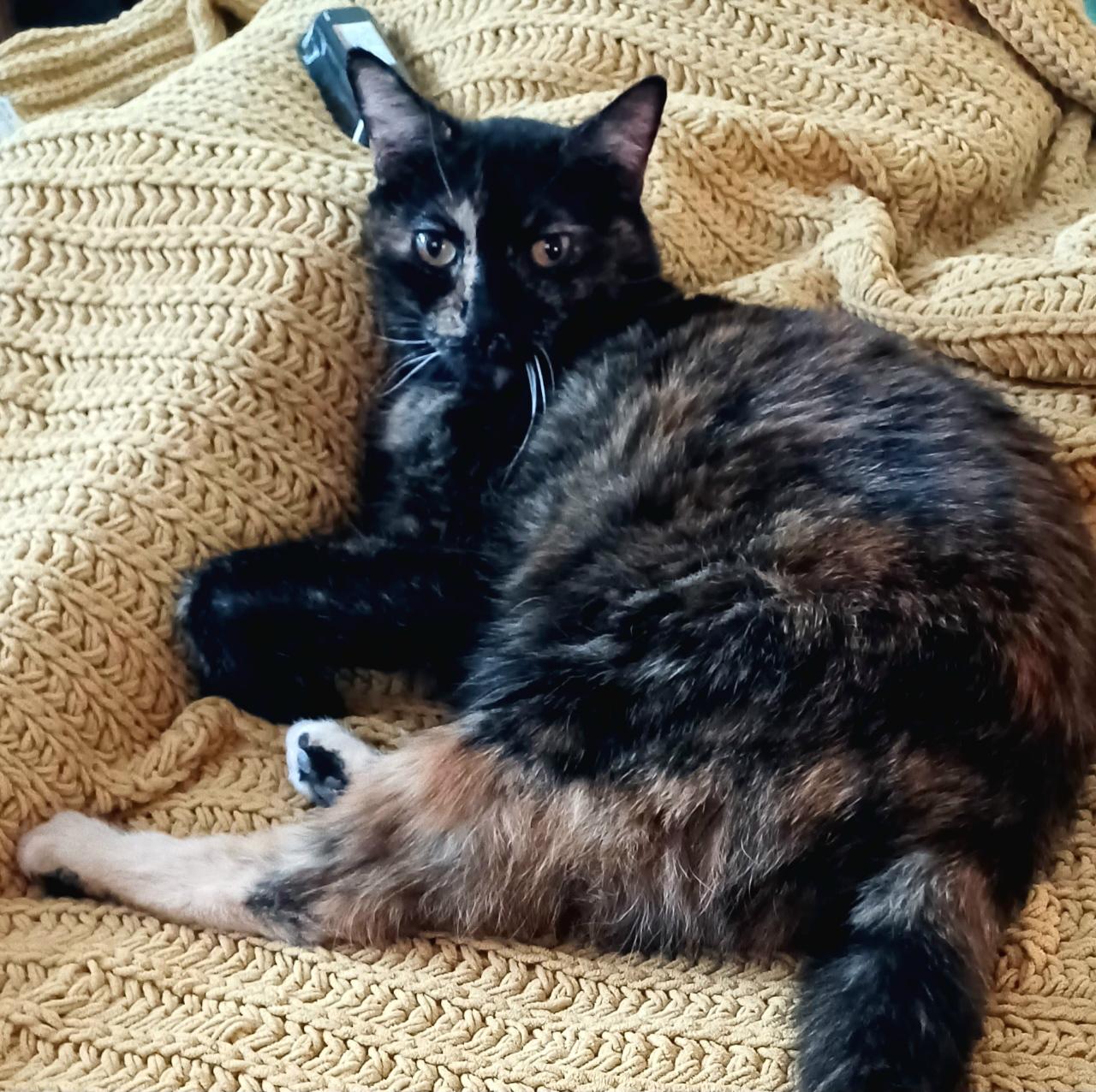 Paris, an adoption pending mixed breed in Hermosa Beach, CA image 3/4