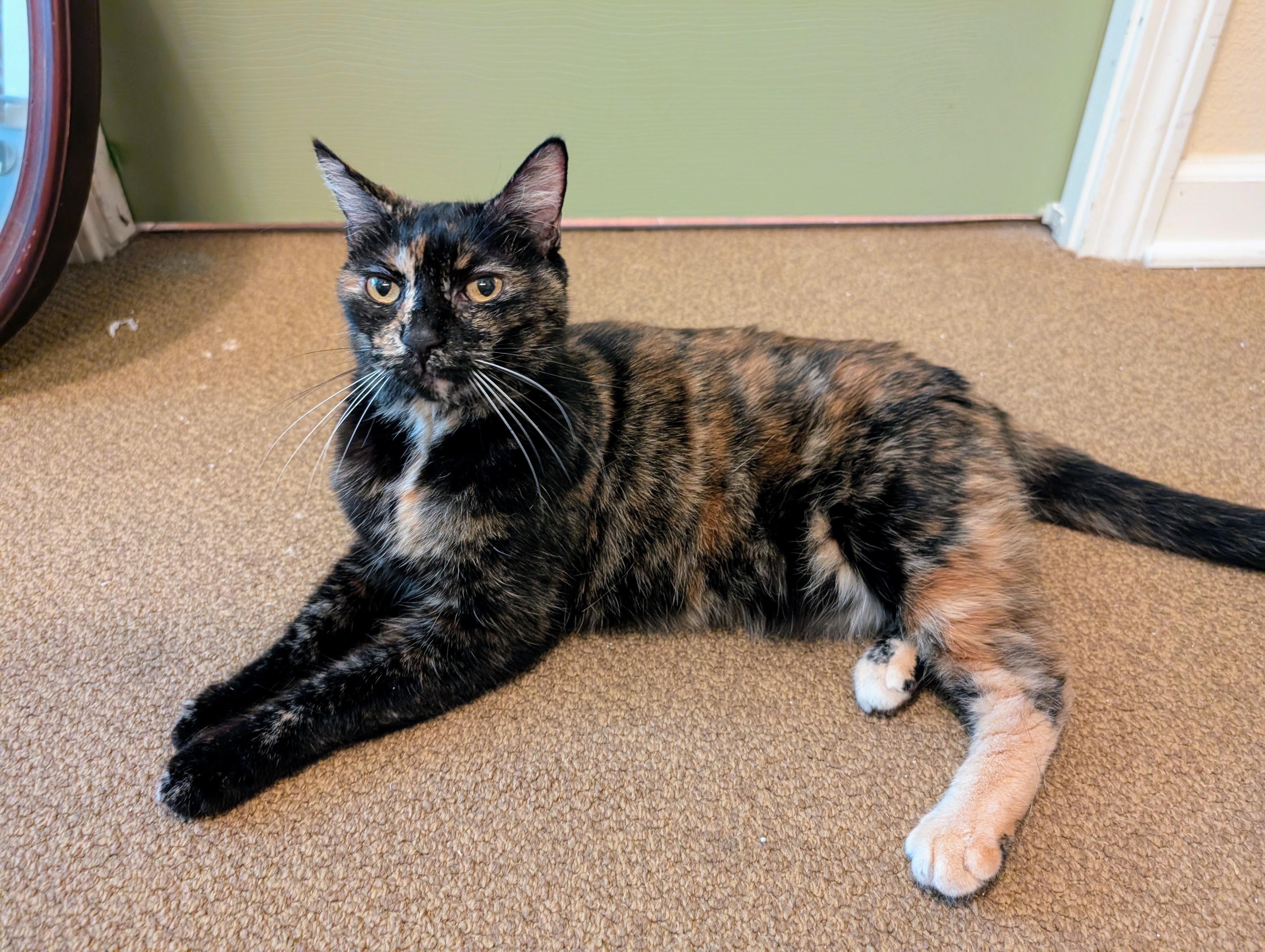 Paris, an adoption pending mixed breed in Hermosa Beach, CA image 2/4