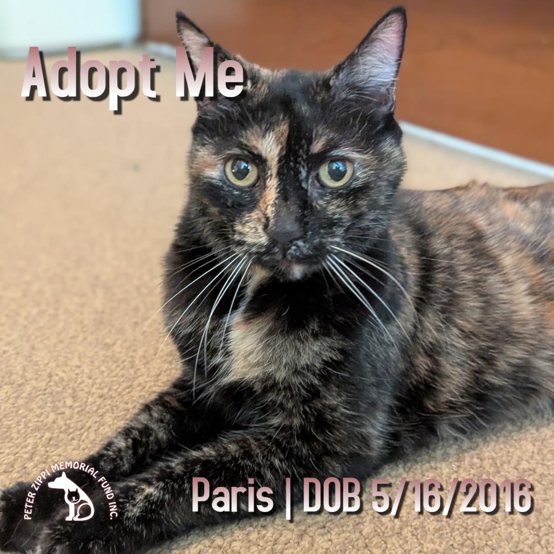 Paris, an adoption pending mixed breed in Hermosa Beach, CA image 1/4