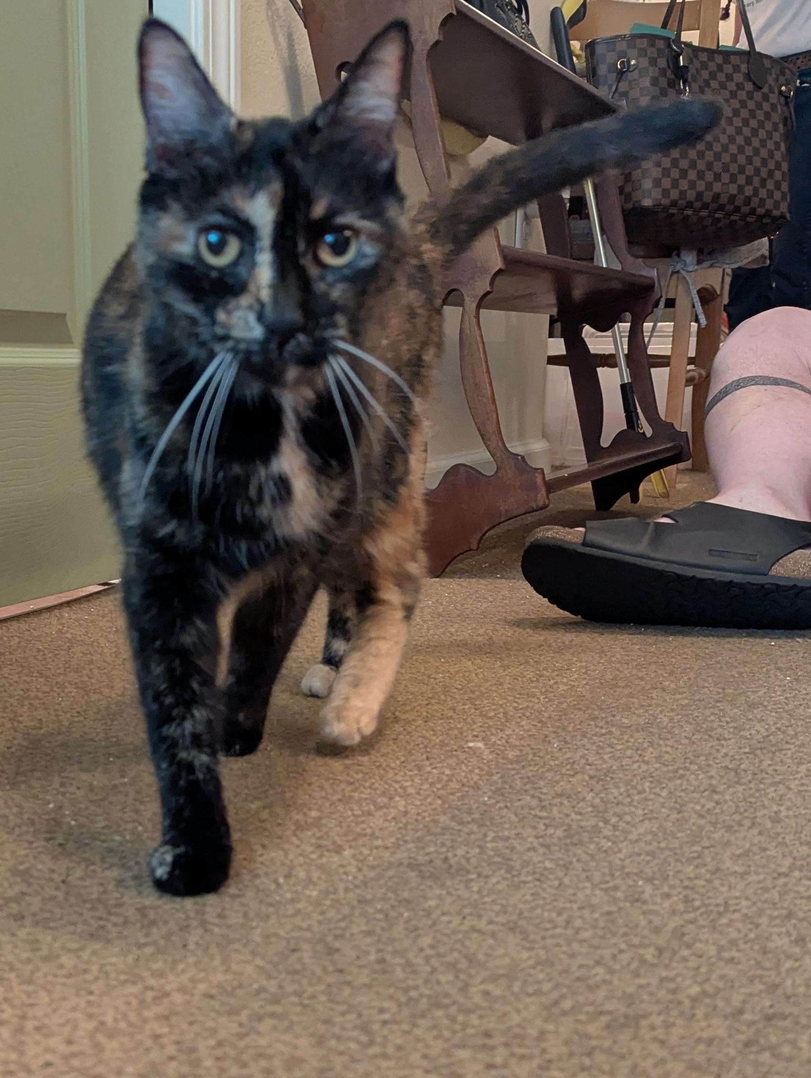 Paris, an adoption pending mixed breed in Hermosa Beach, CA image 4/4