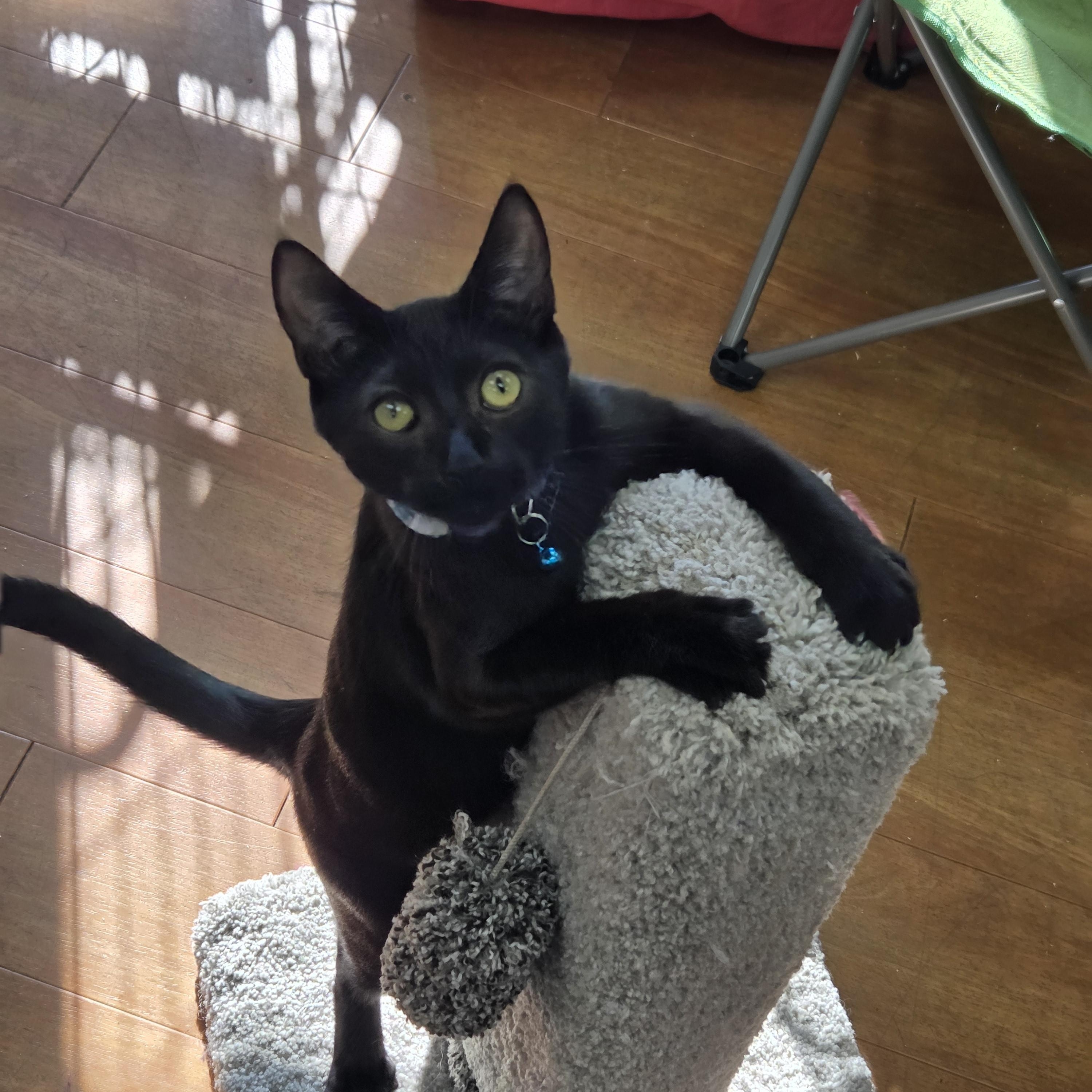 Cian - Meet @ The North Vancouver Esplande Bosley's, Adoptable, Young Male Domestic Short Hair.