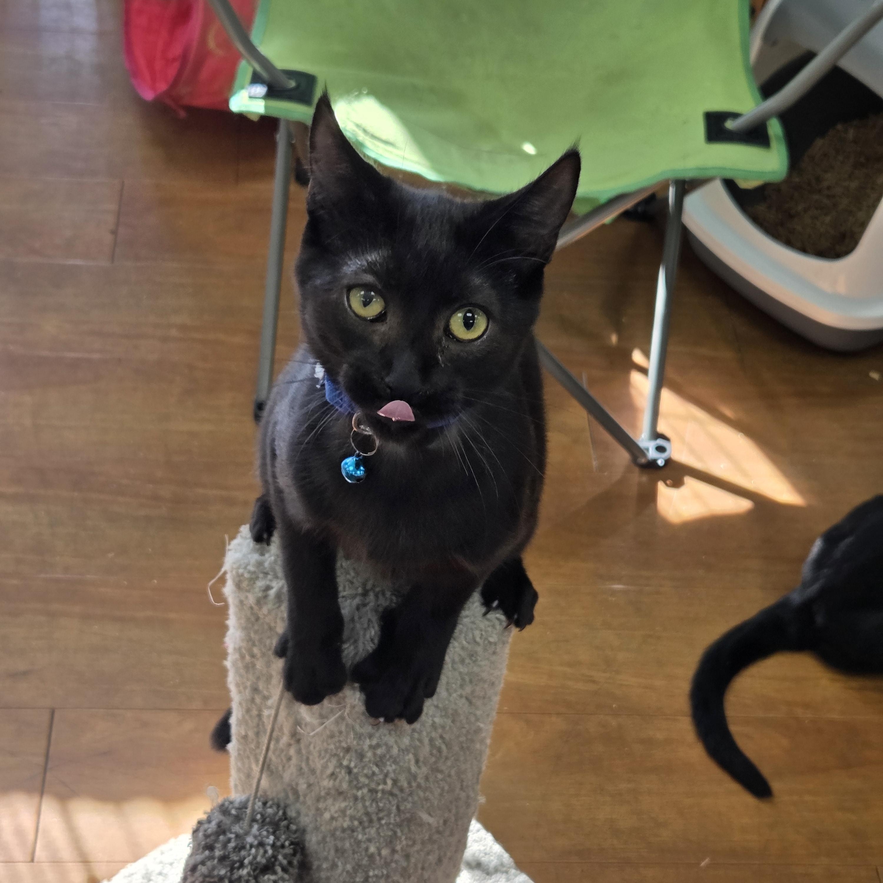 Enlarge Cian - Meet @ The North Vancouver Esplande Bosley's, a Adoptable Domestic Short Hair in Chilliwack, BC image 2/2