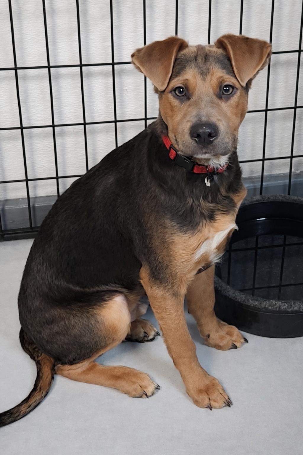 Cosmo, ADOPTABLE, Young Male Doberman Pinscher.