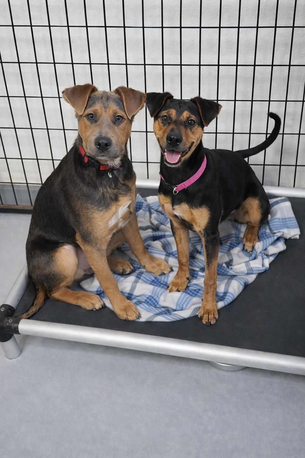 Cosmo, a ADOPTABLE mixed breed in Momence, IL image 2/2