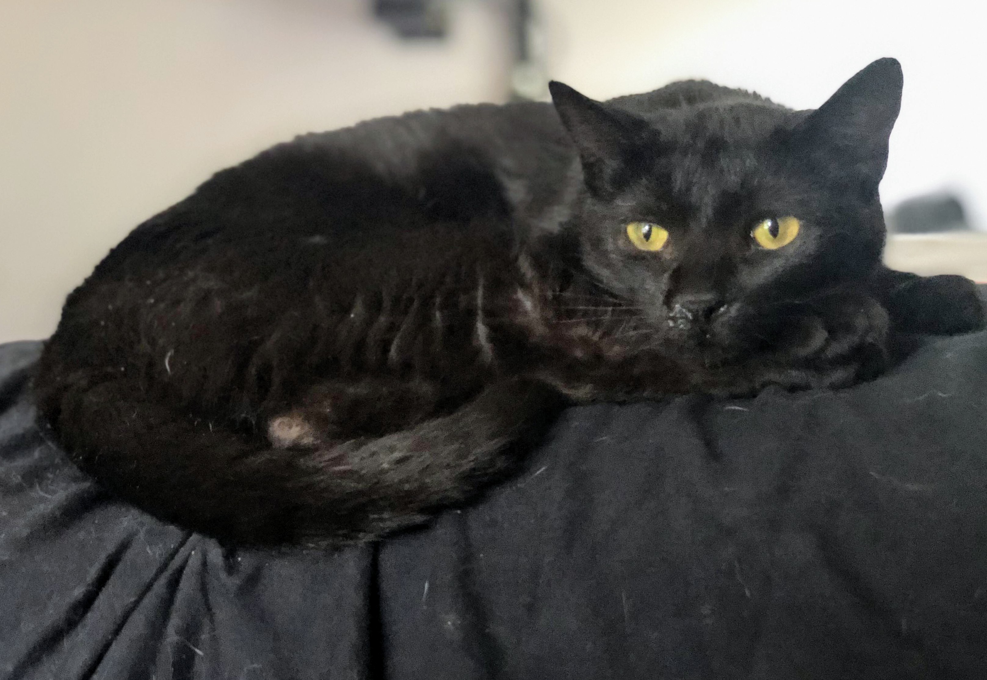 Helen, an adopted Domestic Short Hair in New Baltimore, MI_image-1