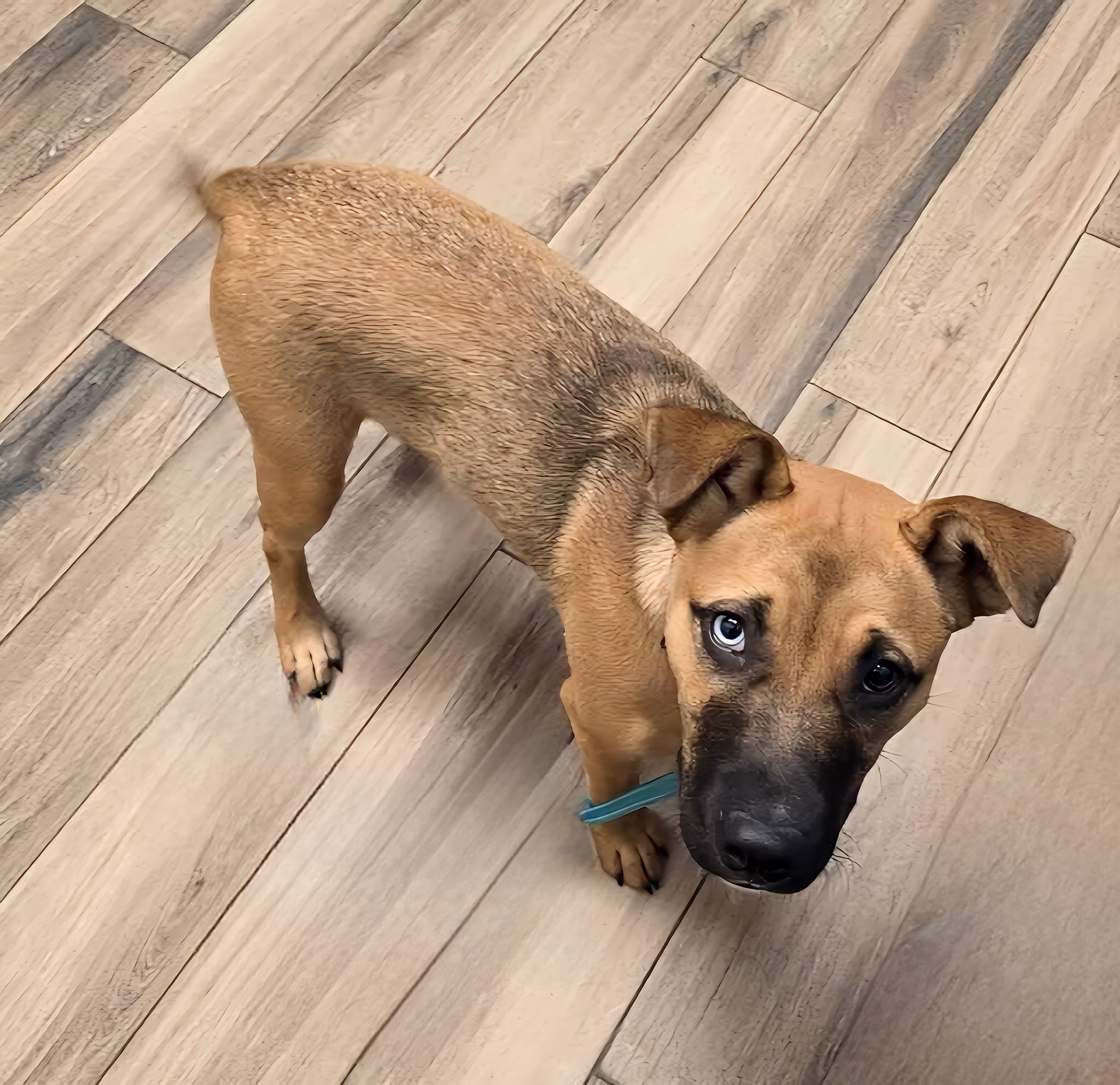 Ruthie, Adopted, Young Female Boxer & Husky.