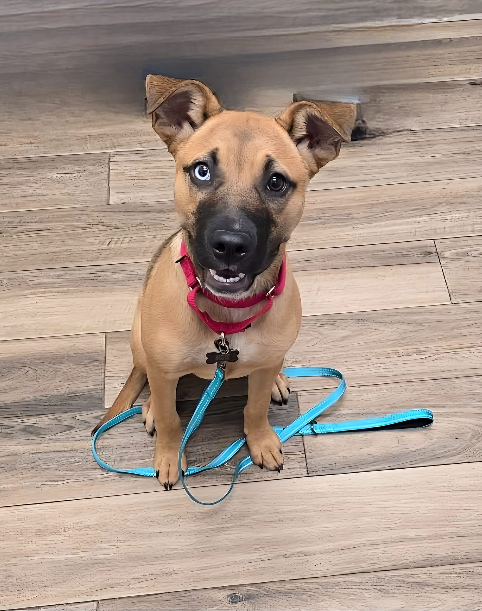 Enlarge Ruthie, a Adopted mixed breed in Westminster, MD image 2/3