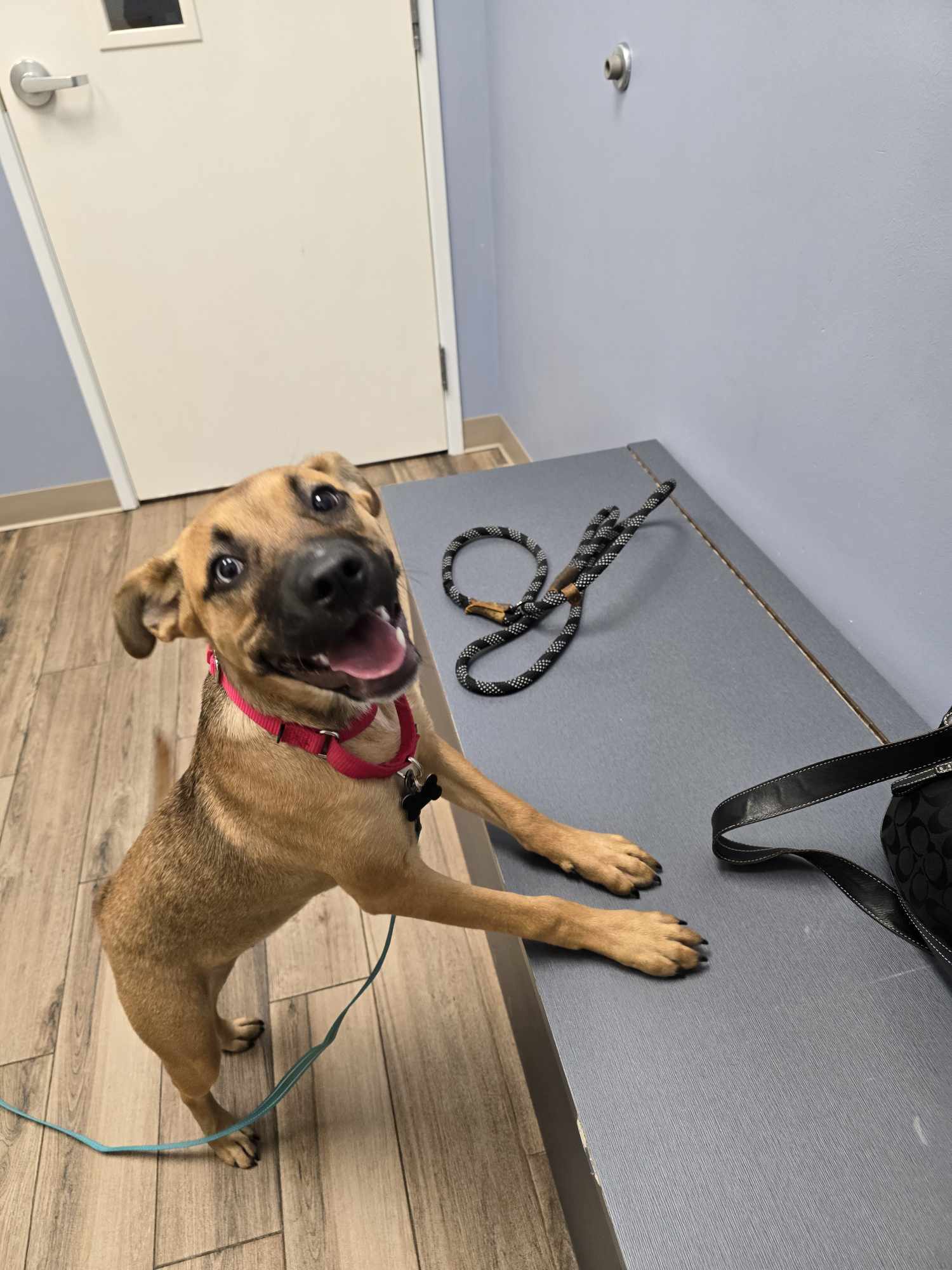 Enlarge Ruthie, a Adopted mixed breed in Westminster, MD image 3/3