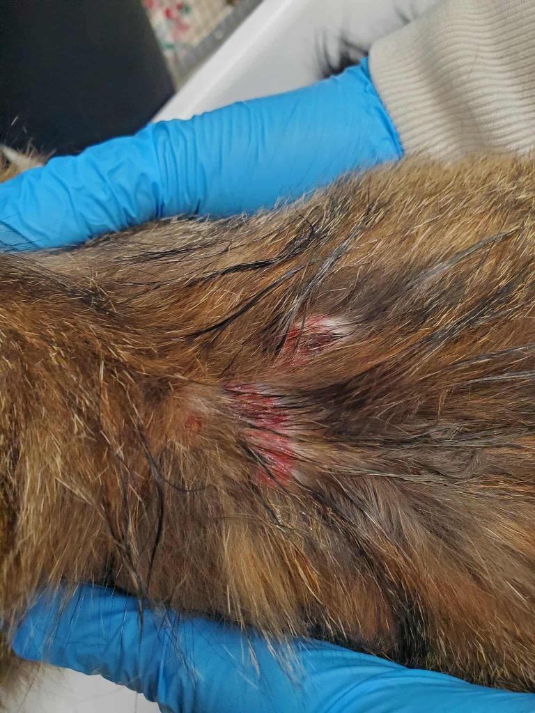 Enlarge Tiger Lily, a Adoptable mixed breed in Grants Pass, OR image 1/4