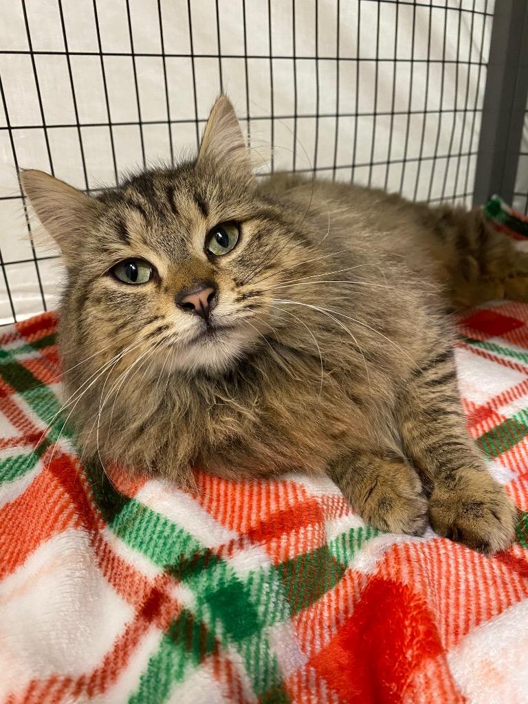 Enlarge Tiger Lily, a Adoptable mixed breed in Grants Pass, OR image 2/4