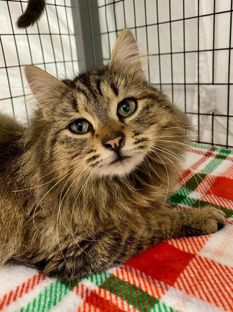 Enlarge Tiger Lily, a Adoptable mixed breed in Grants Pass, OR image 3/4