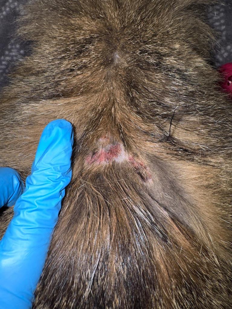 Enlarge Tiger Lily, a Adoptable mixed breed in Grants Pass, OR image 4/4