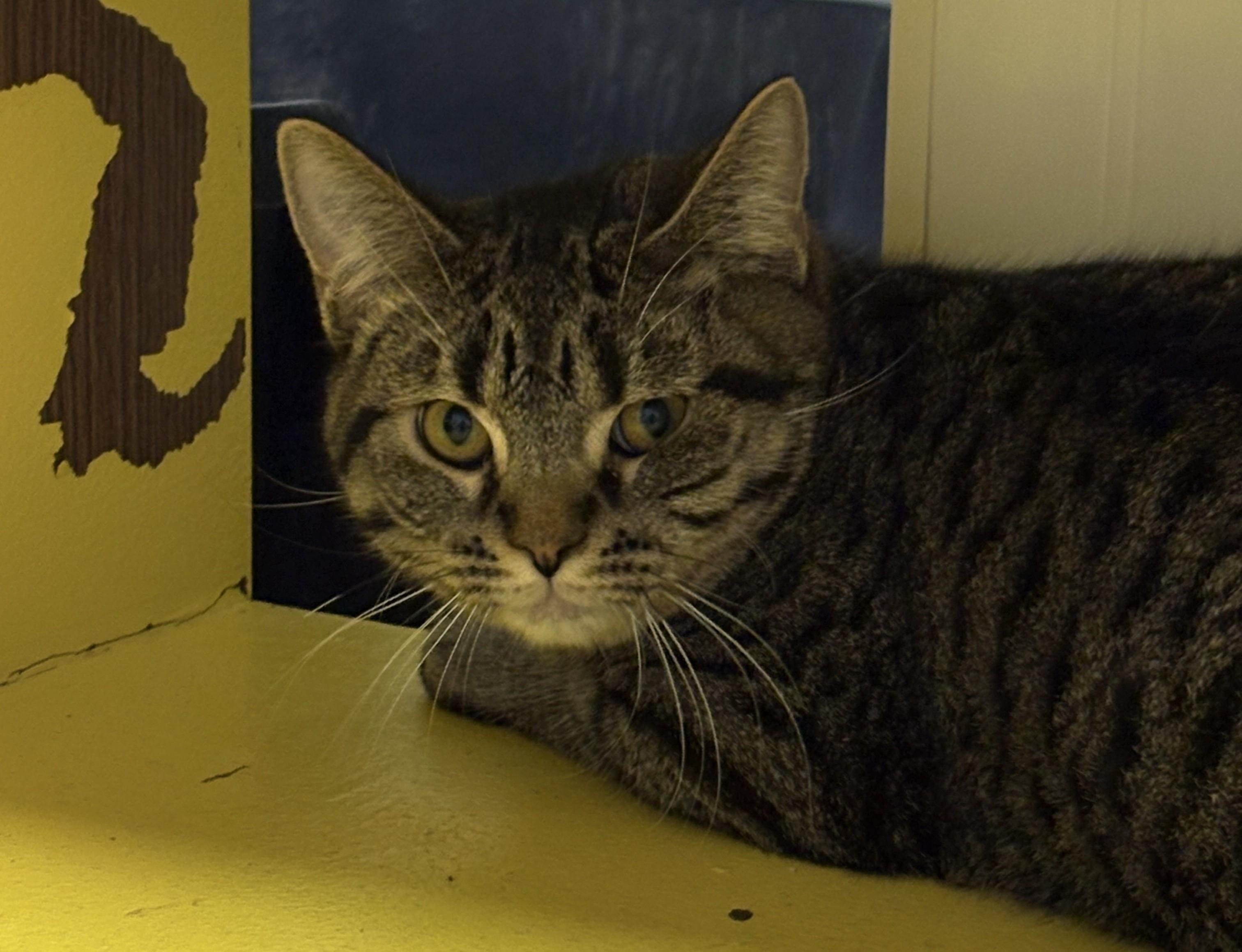 Enlarge Clarence, a ADOPTABLE Domestic Short Hair in Clyde, MI image 1/1