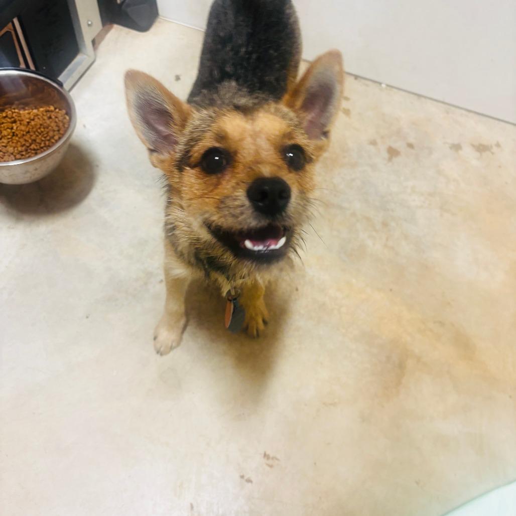 Doobie, a Adoptable mixed breed in San Saba, TX image 2/2