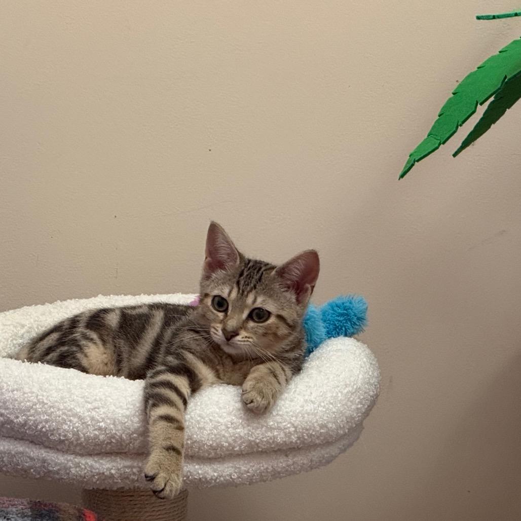 Sabrina, Adoptable, Kitten Female Domestic Short Hair.