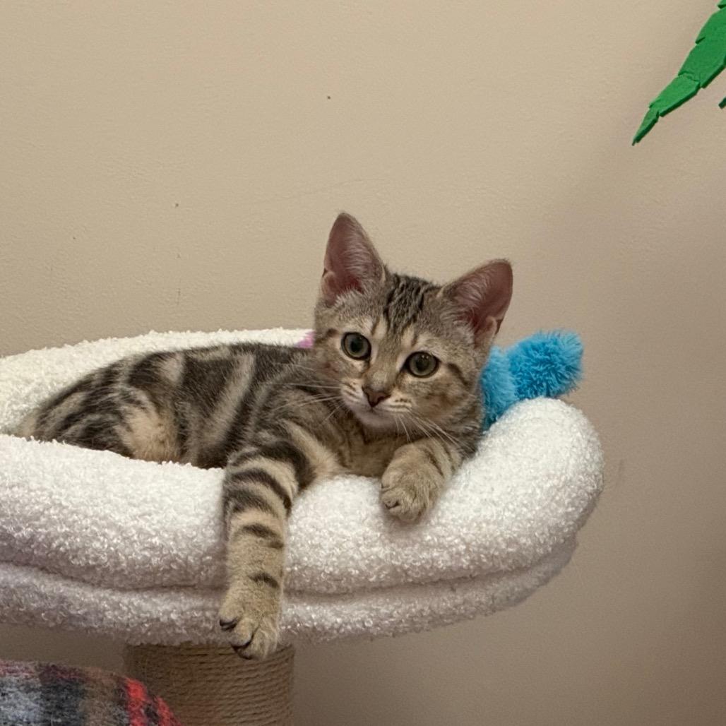 Enlarge Sabrina, a Adoptable Domestic Short Hair in Ballston Spa, NY image 2/2