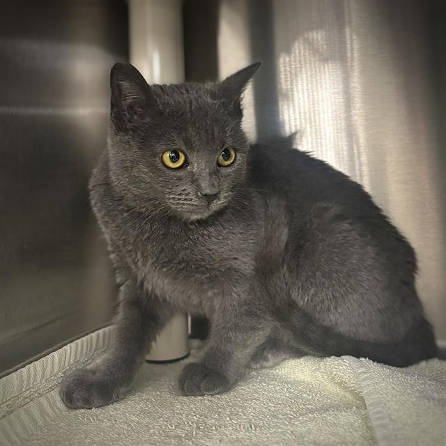 ANIKA, Adoptable, Kitten Female Domestic Short Hair.