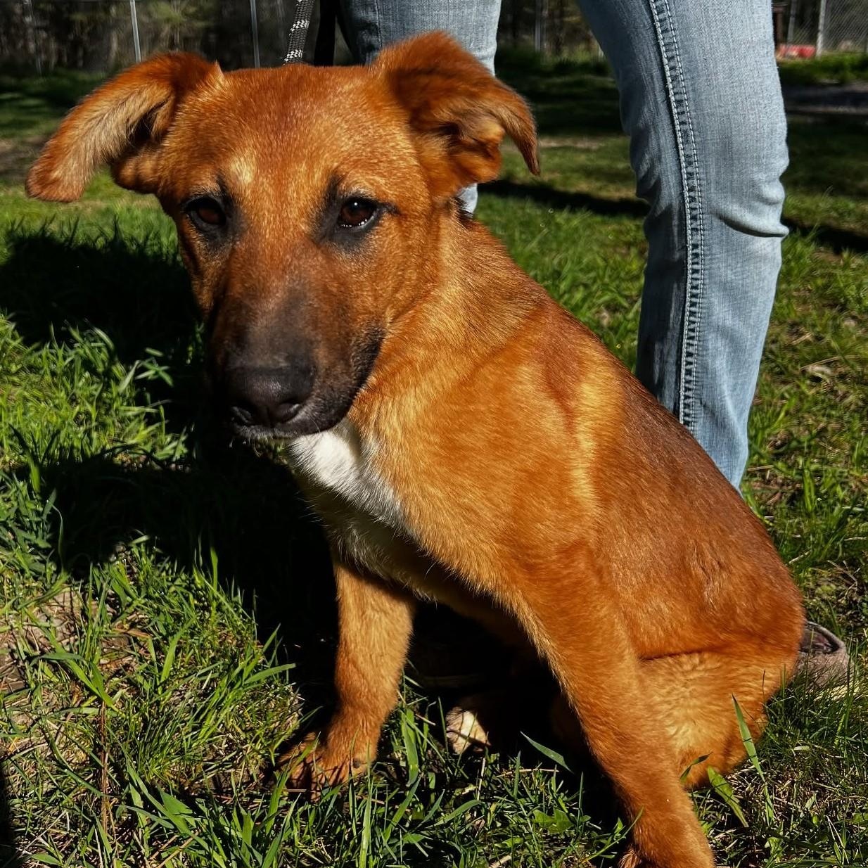 Klaus, Young Male Terrier