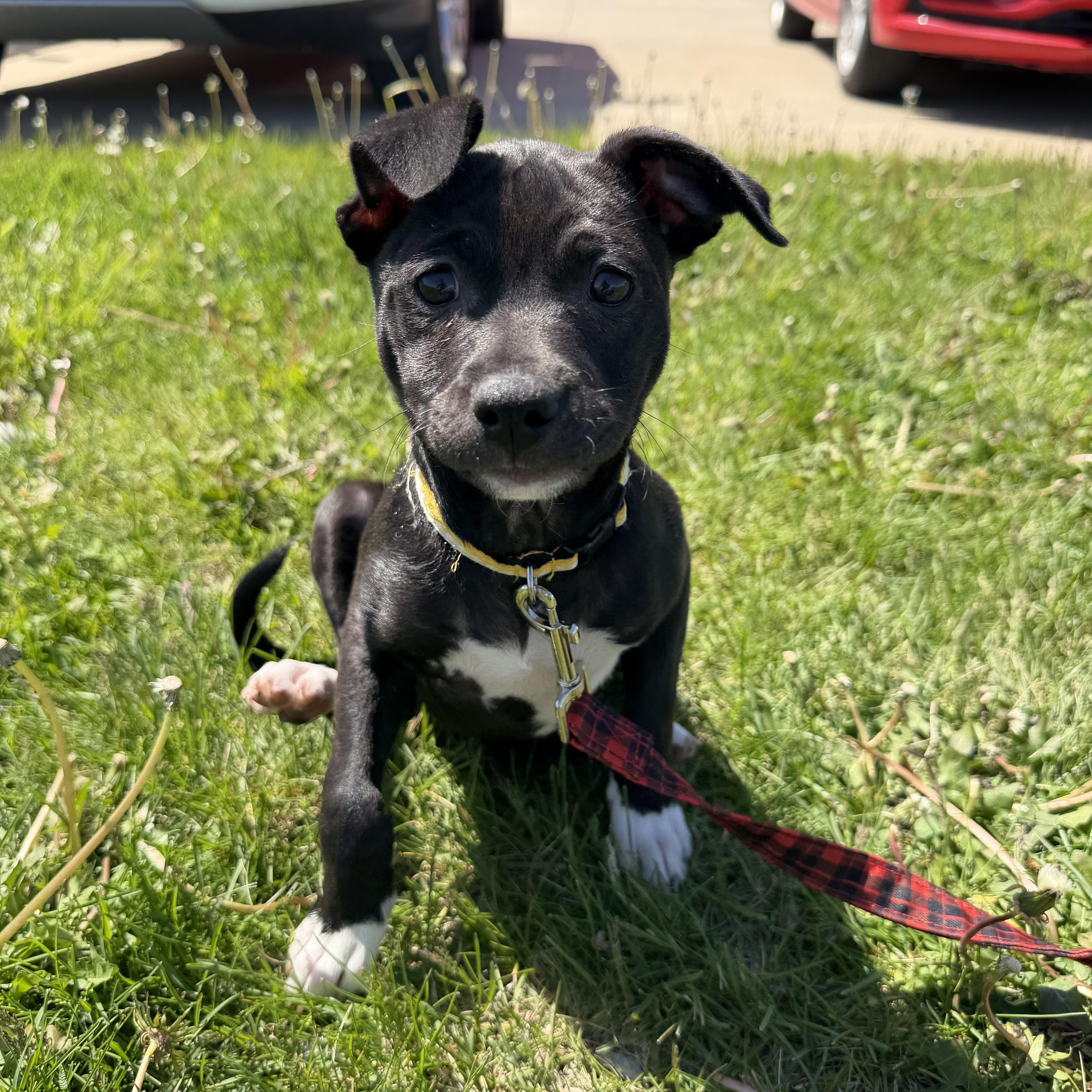 Enlarge May, a ADOPTABLE mixed breed in Clinton, IL image 4/4