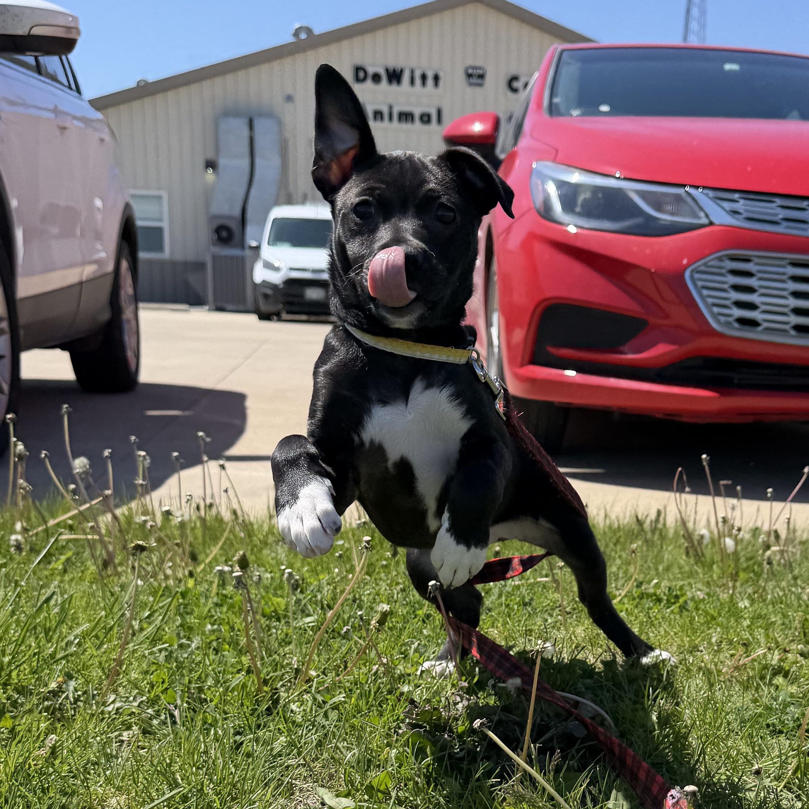 Enlarge May, a ADOPTABLE mixed breed in Clinton, IL image 3/4