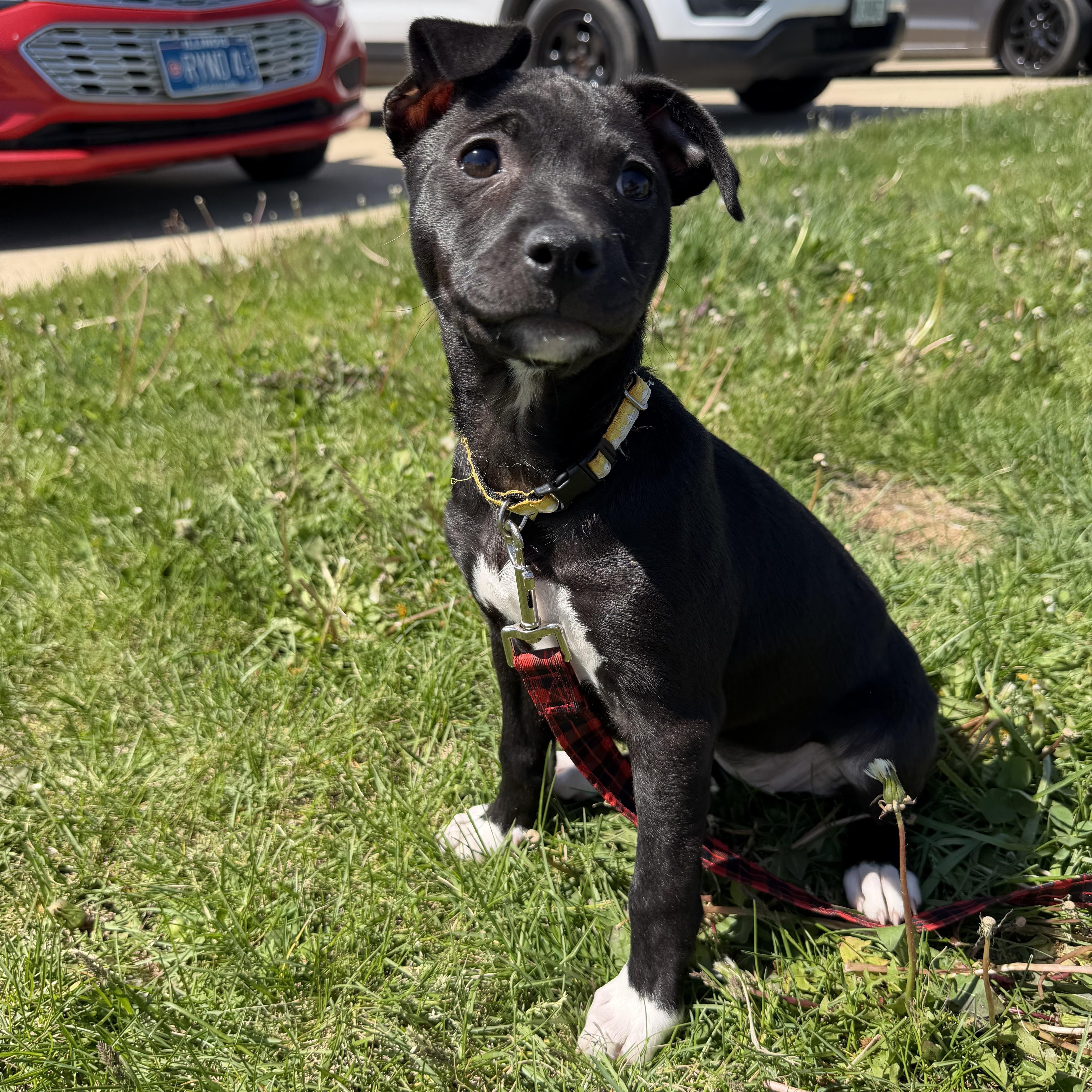 Enlarge May, a ADOPTABLE mixed breed in Clinton, IL image 2/4