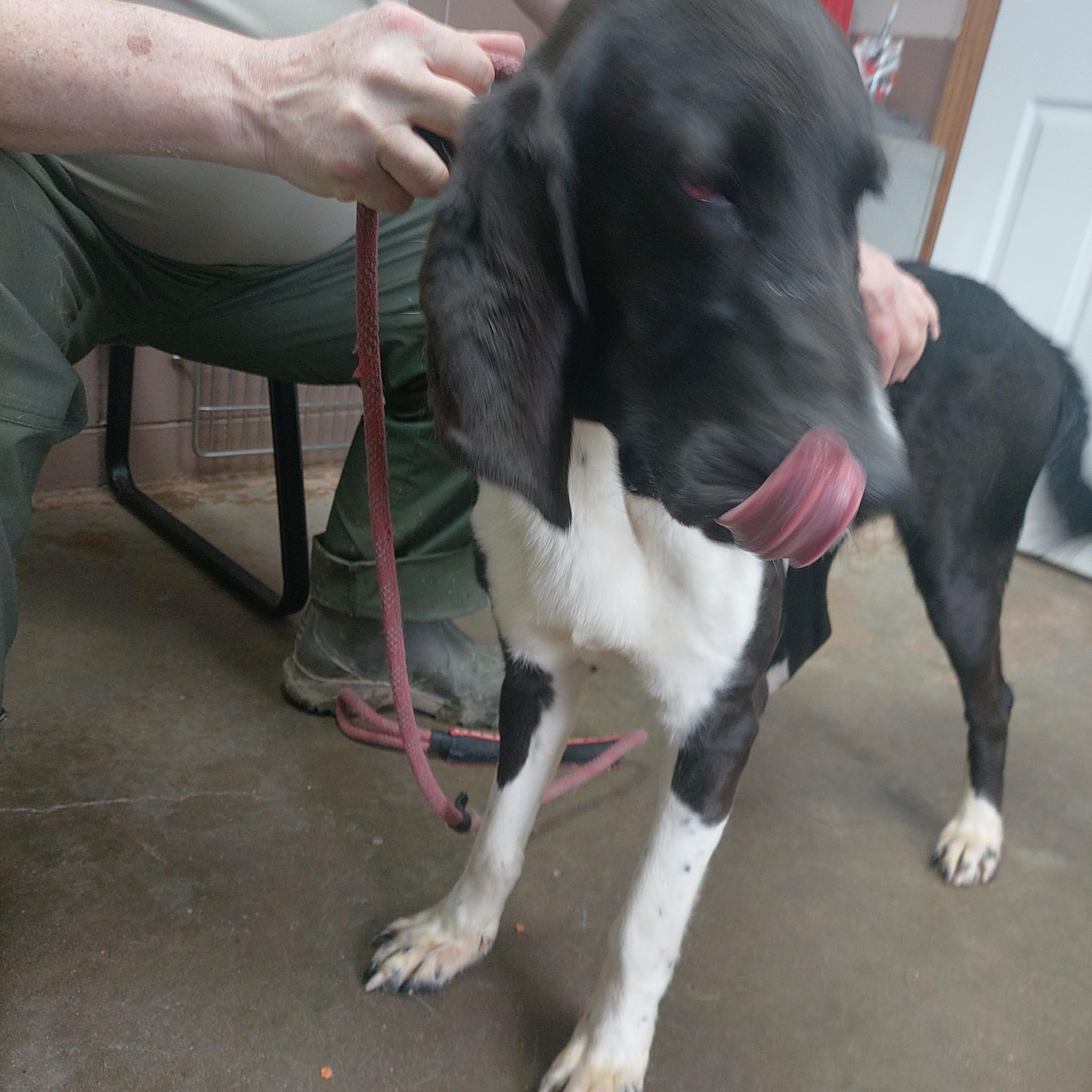 26-012, ADOPTABLE, Adult Male Hound.