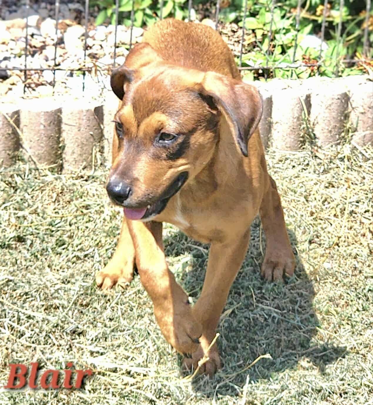 Blair