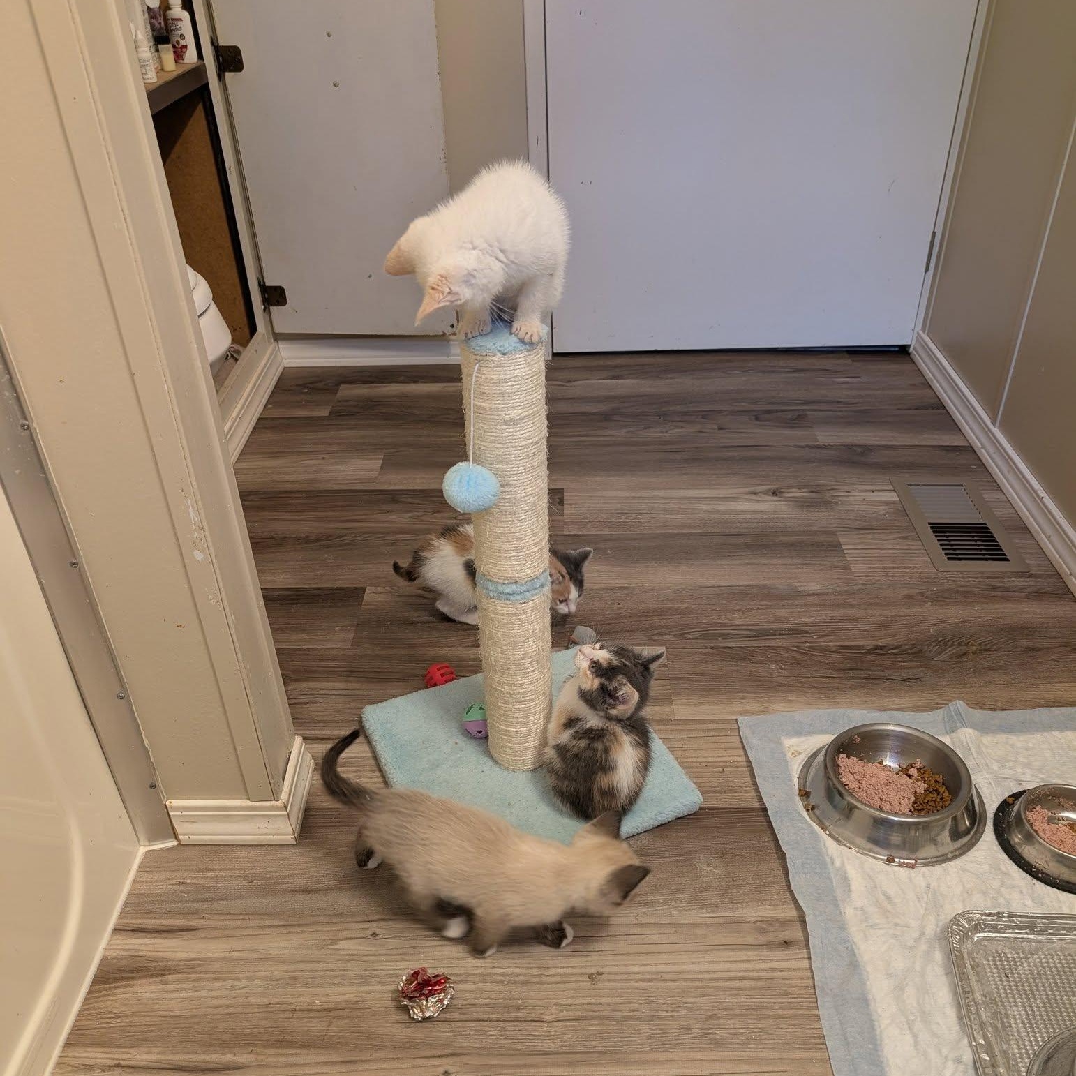 Enlarge Freya, a Adopted mixed breed in Libby, MT image 3/5