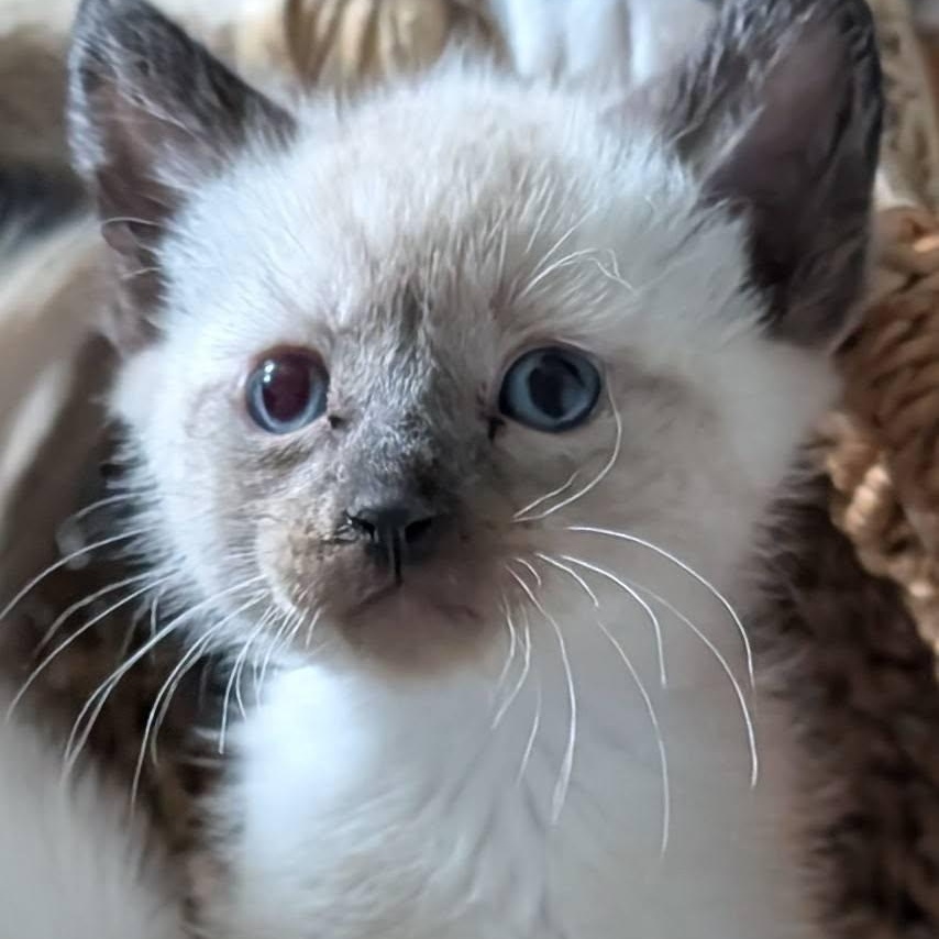 Enlarge Freya, a Adopted mixed breed in Libby, MT image 1/5