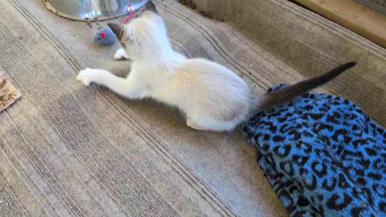 Enlarge Freya, a Adopted mixed breed in Libby, MT video 2/5