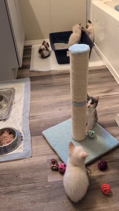 Enlarge Freya, a Adopted mixed breed in Libby, MT video 5/5