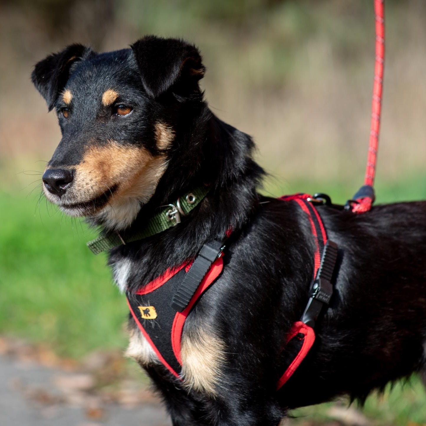 Enlarge Shurik, a Adoptable mixed breed in Morristown, NJ image 5/6