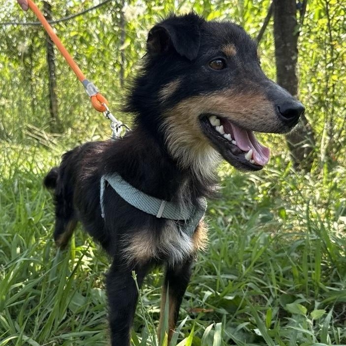 Enlarge Shurik, a Adoptable mixed breed in Morristown, NJ image 4/6