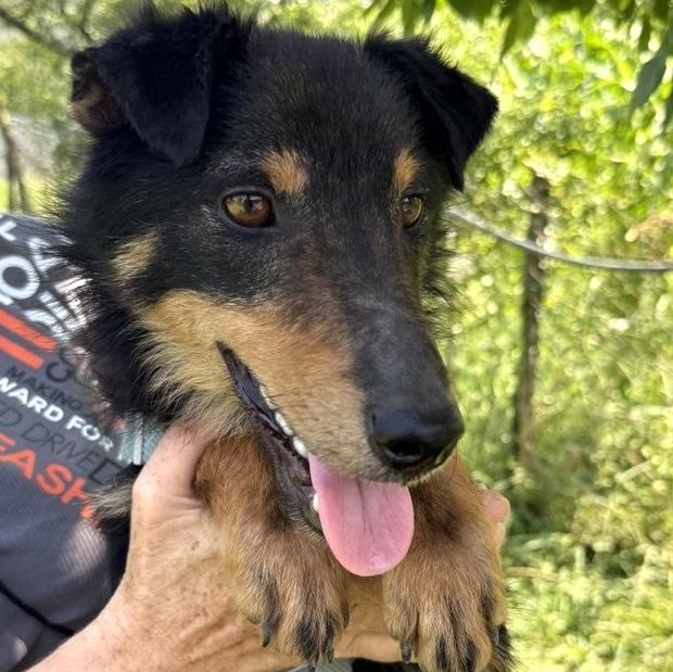 Enlarge Shurik, a Adoptable mixed breed in Morristown, NJ image 1/6