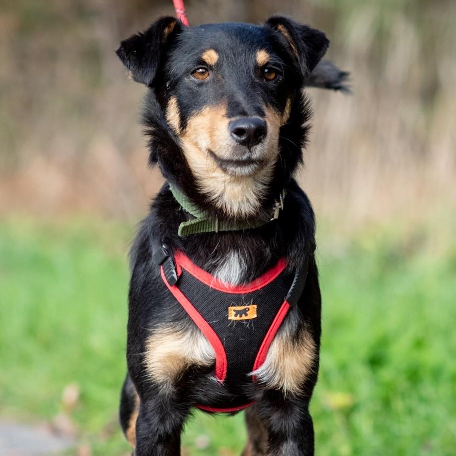 Enlarge Shurik, a Adoptable mixed breed in Morristown, NJ image 3/6