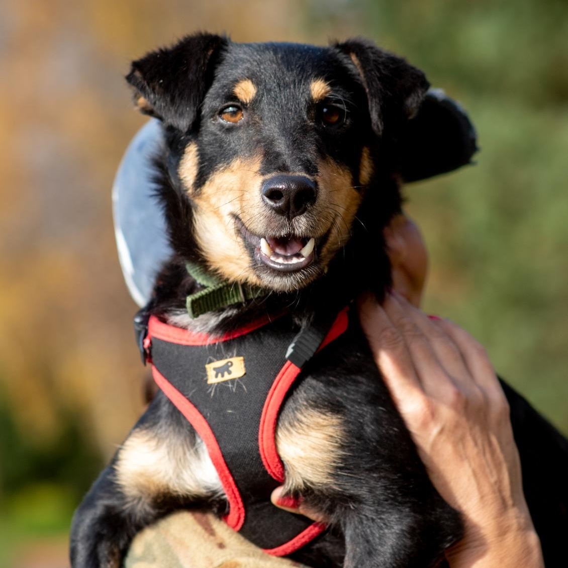 Enlarge Shurik, a Adoptable mixed breed in Morristown, NJ image 6/6