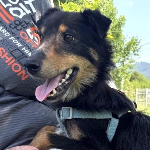 Enlarge Shurik, a Adoptable mixed breed in Morristown, NJ image 2/6