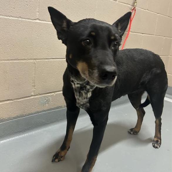 Enlarge Olive, a Adoptable mixed breed in Tacoma, WA image 1/1