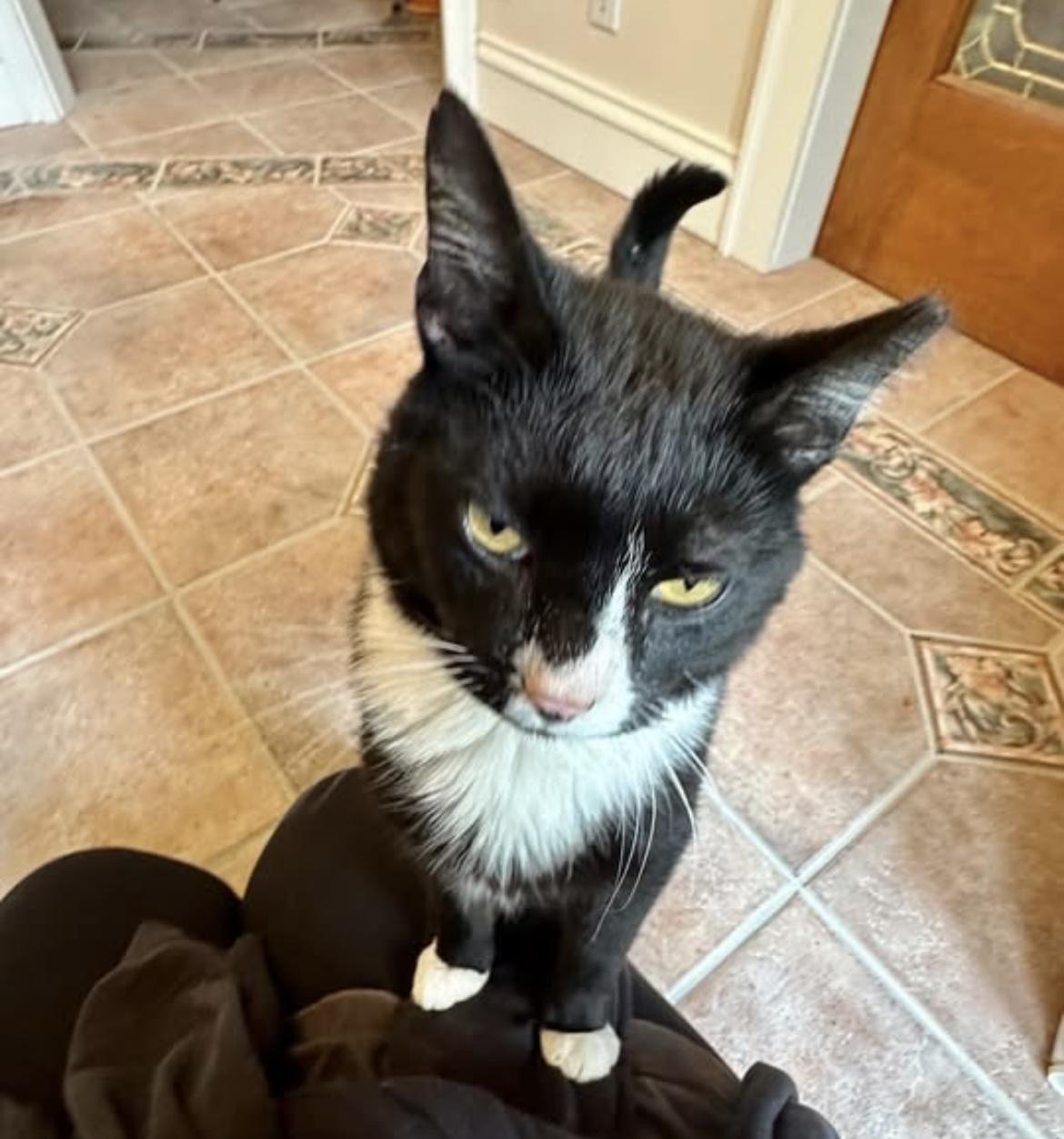 Enlarge Reggie, an adoption pending Domestic Short Hair in Cincinnati , OH image 4/5