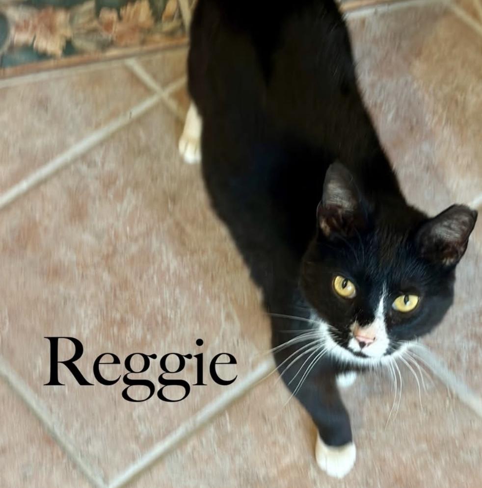 Enlarge Reggie, an adoption pending Domestic Short Hair in Cincinnati , OH image 2/5