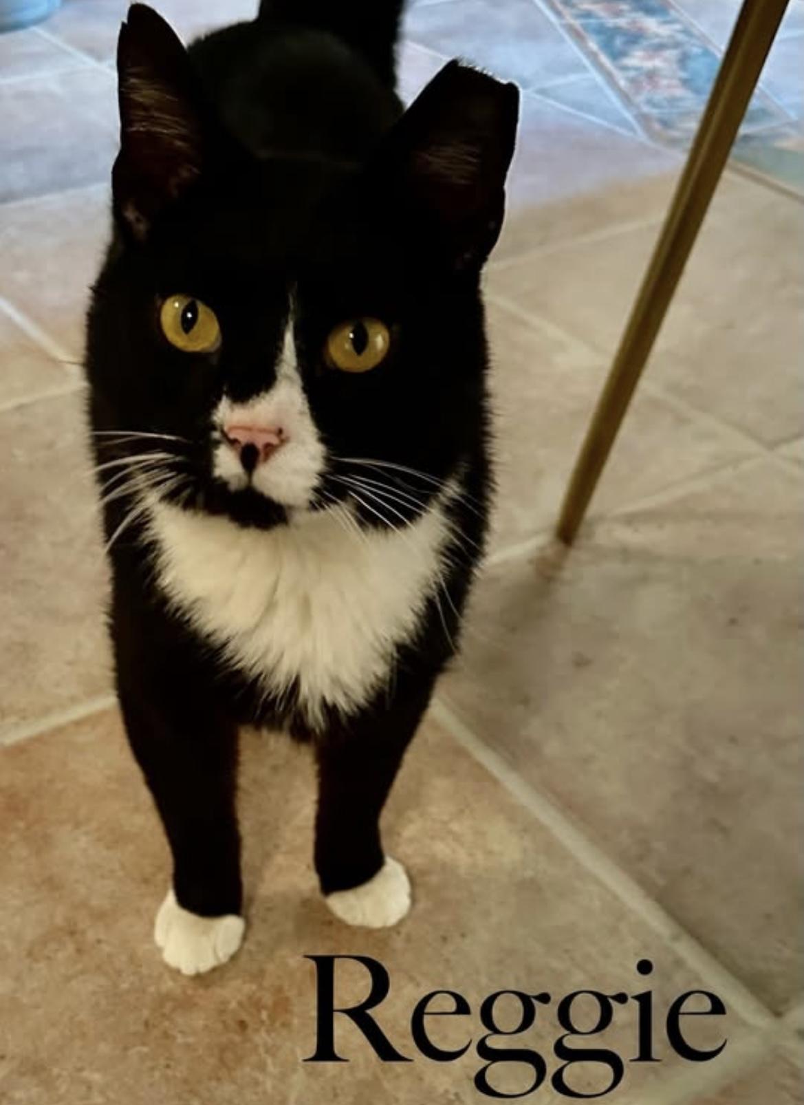 Reggie, adopted, Young Male Domestic Short Hair.