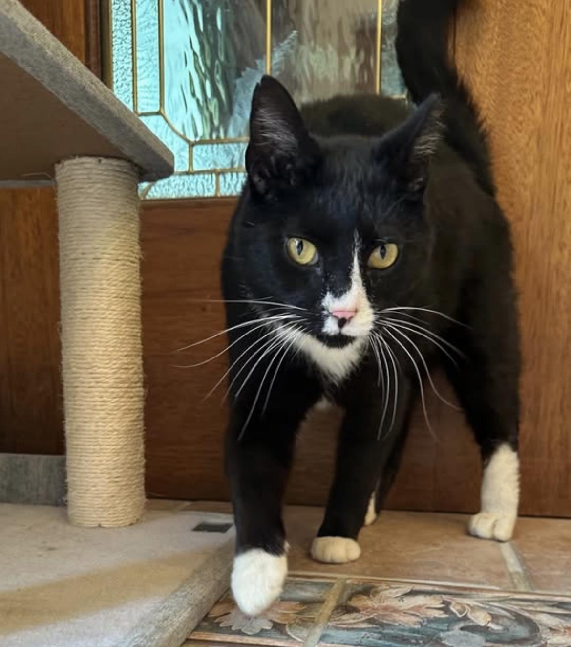 Enlarge Reggie, an adoption pending Domestic Short Hair in Cincinnati , OH image 5/5