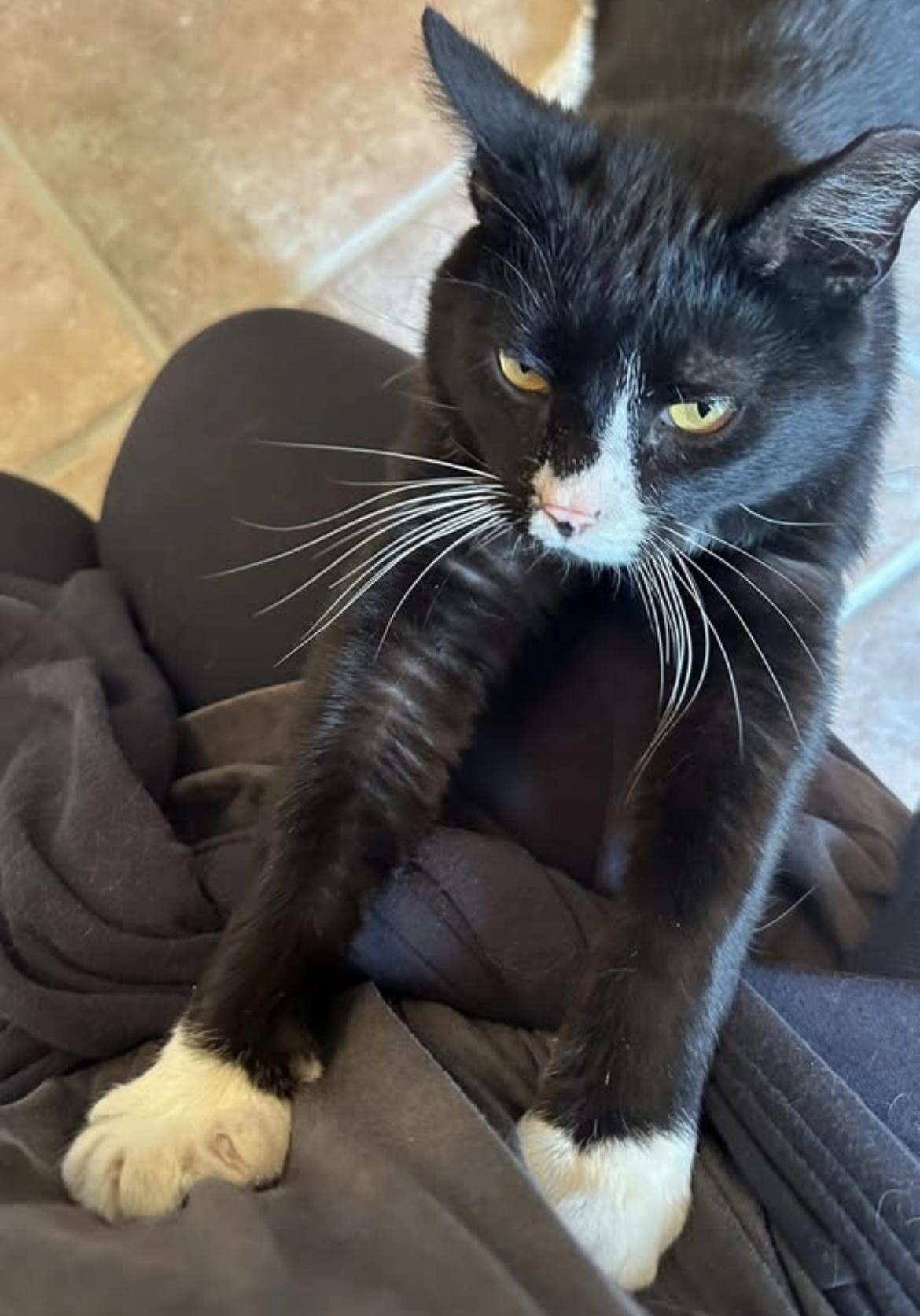 Enlarge Reggie, an adoption pending Domestic Short Hair in Cincinnati , OH image 3/5