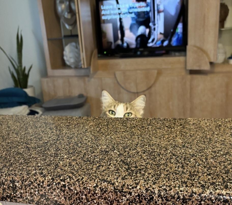 Rosemary, Adoptable, Young Female Domestic Long Hair.