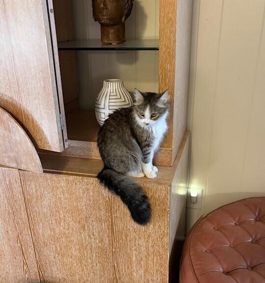 Enlarge Rosemary, a Adoptable mixed breed in Richardson, TX image 2/4